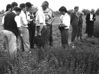 1987: zwiedzanie plantacji dowiadczalnych Zakadu Rolin Leczniczych i Specjalnych