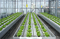 Lactuca hydroponic cultivation (NFT)