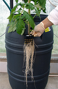 Tomato roots in aeroponic cultivation