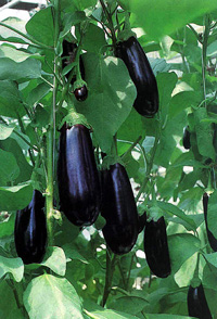Eggplant cultivation