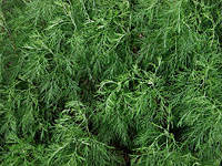 Artemisia abrotanum
