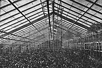 1936: szklarnie Zakładu Uprawy i Hodowli Warzyw w Skierniewicach